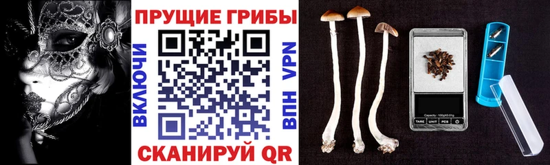 Галлюциногенные грибы Psilocybe  omg   Жиздра 